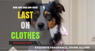 How Long Does Dog Scent Linger on Clothes? A Pet Owner's Guide