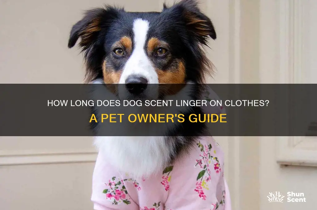 how long does dog scent last on clothes