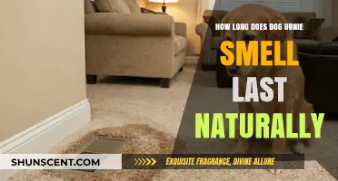 Understanding the Natural Duration of Dog Urine Odor