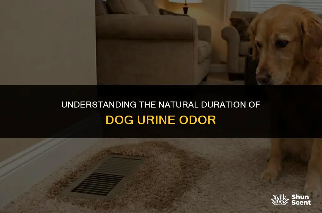 how long does dog urnie smell last naturally