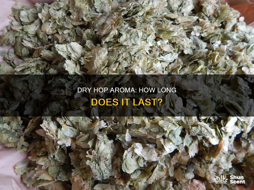 how long does dry hop aroma last