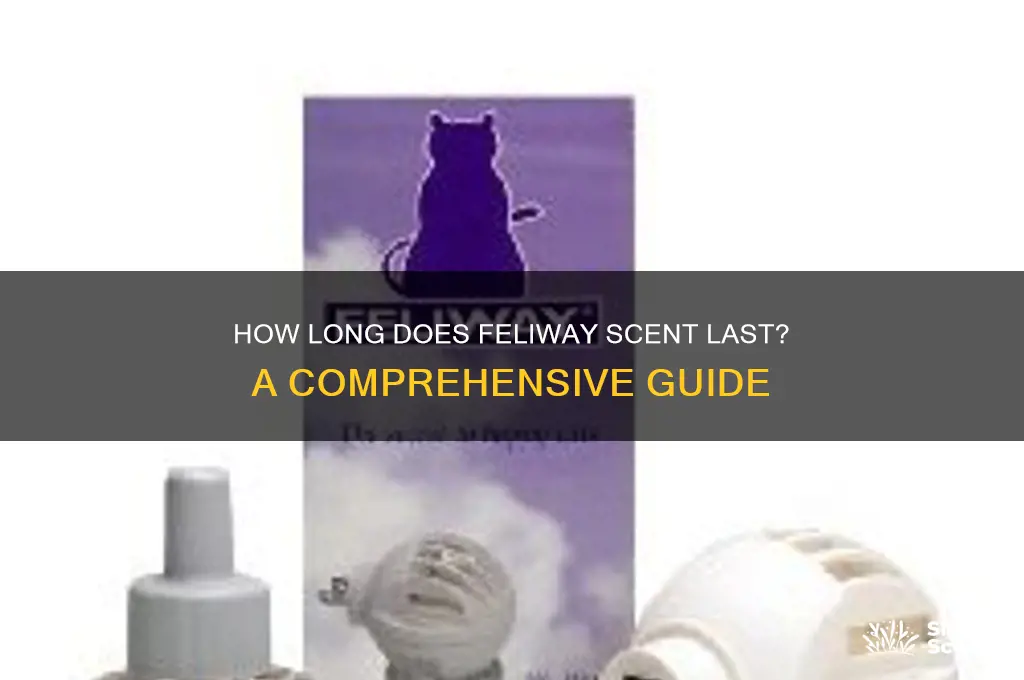 how long does feliway scent last