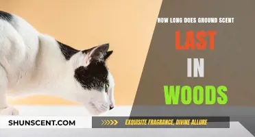 How Long Does Ground Scent Last in the Woods?