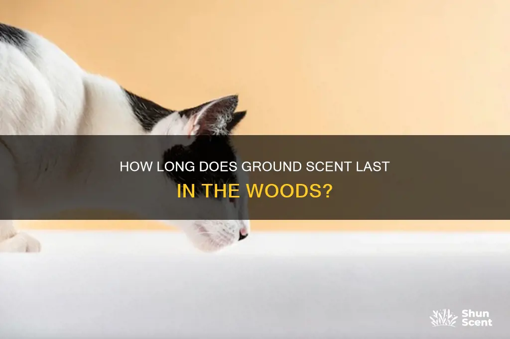 how long does ground scent last in woods
