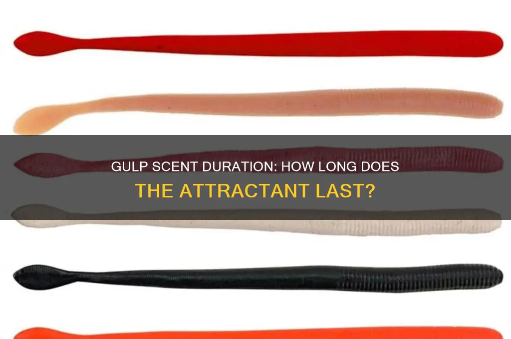 how long does gulp scent last