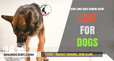 How Long Can Dogs Detect Human Scent: A Comprehensive Guide