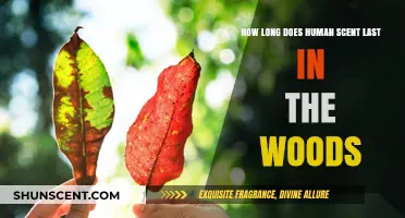 How Long Does Human Scent Linger in the Woods?