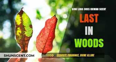 How Long Does Human Scent Linger in the Woods?