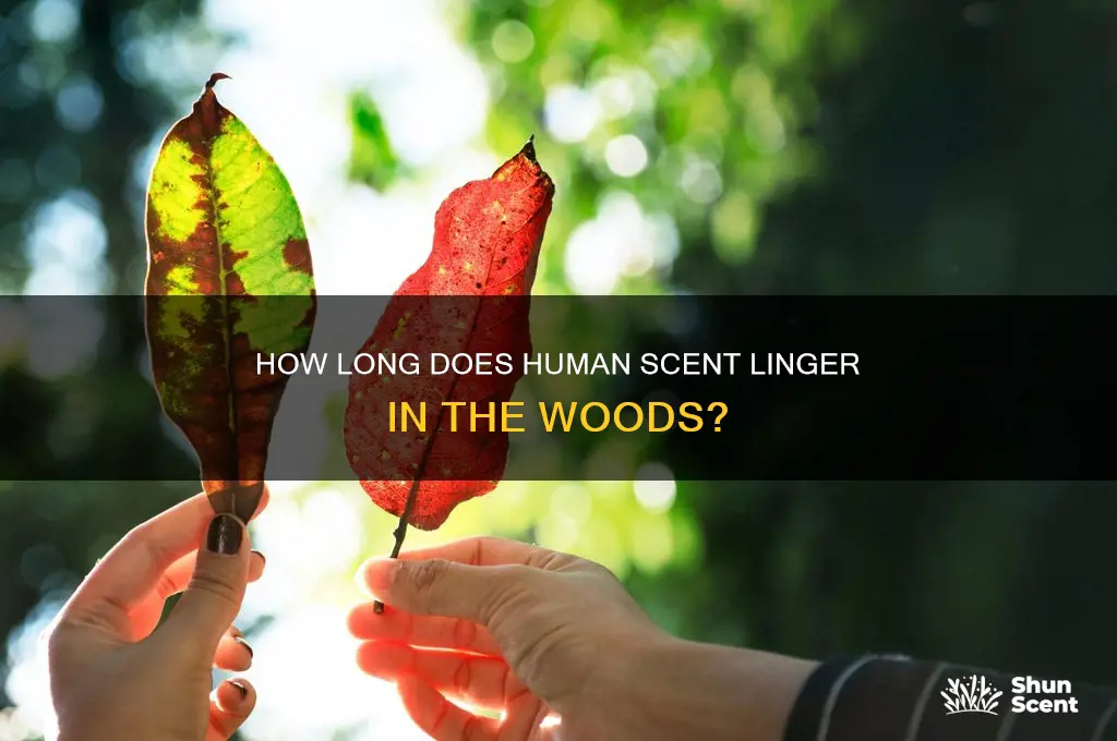 how long does human scent last in woods