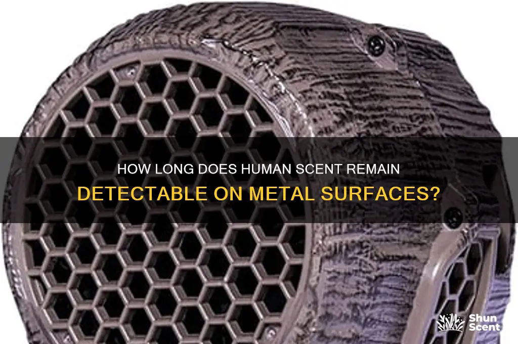 how long does human scent last on metal