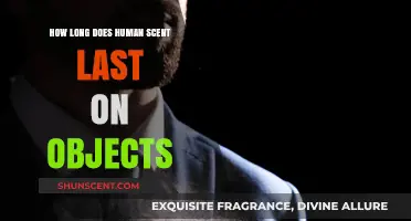 How Long Does Human Scent Linger on Objects?