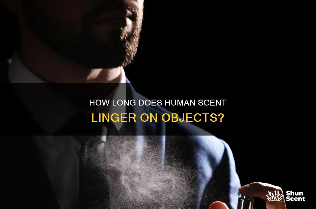how long does human scent last on objects