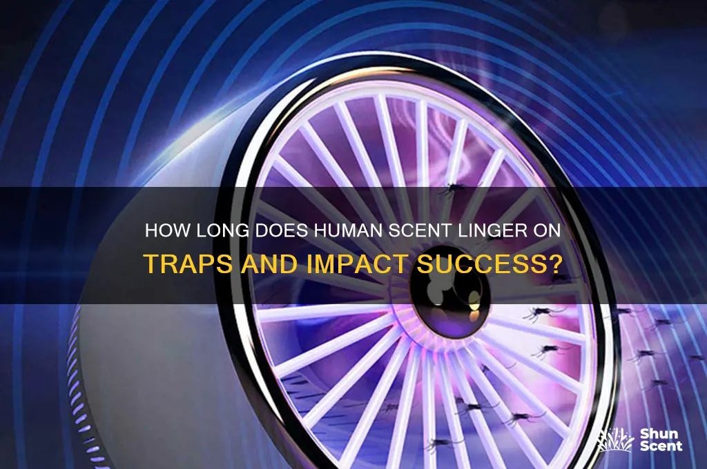 how long does human scent linger on a trap