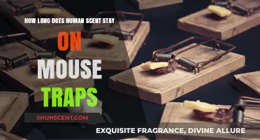 How Long Does Human Scent Linger on Mouse Traps?