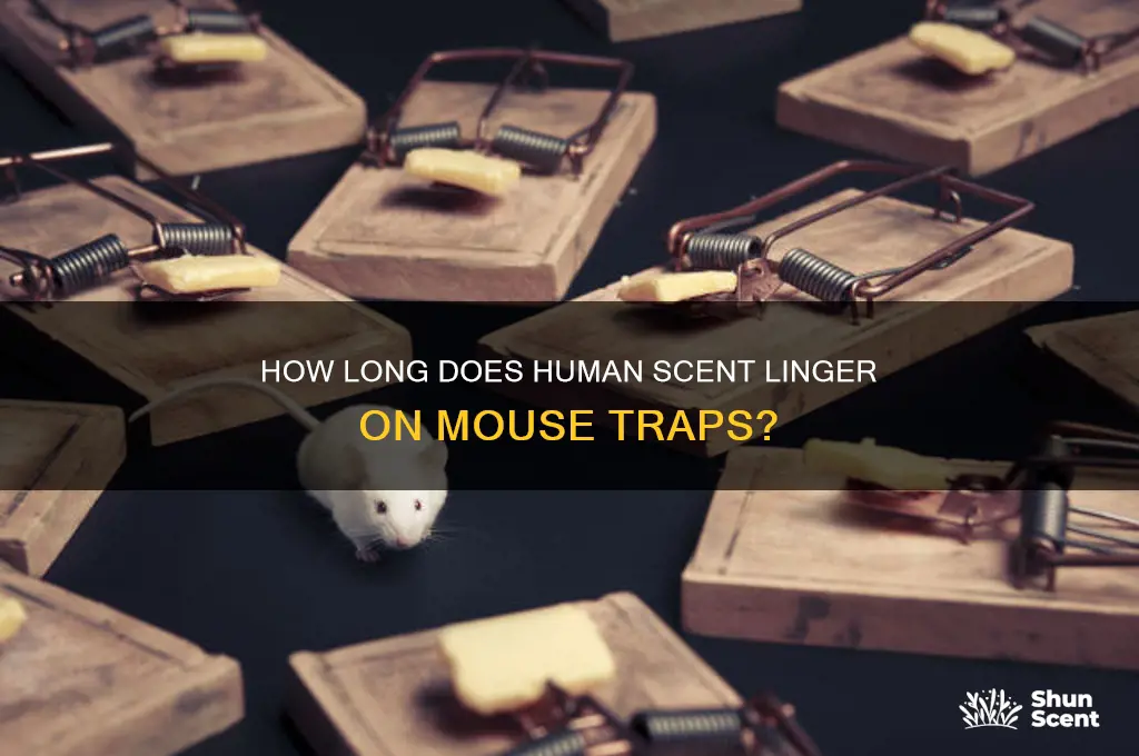 how long does human scent stay on mouse traps
