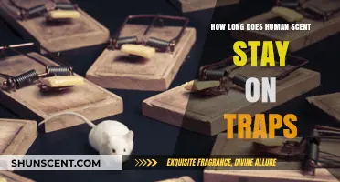 How Long Does Human Scent Linger on Traps and Affect Results?