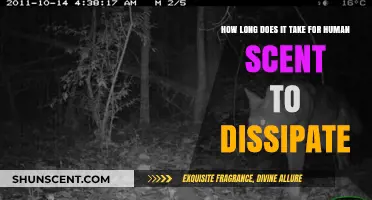 How Long Does Human Scent Disappear in the Environment?