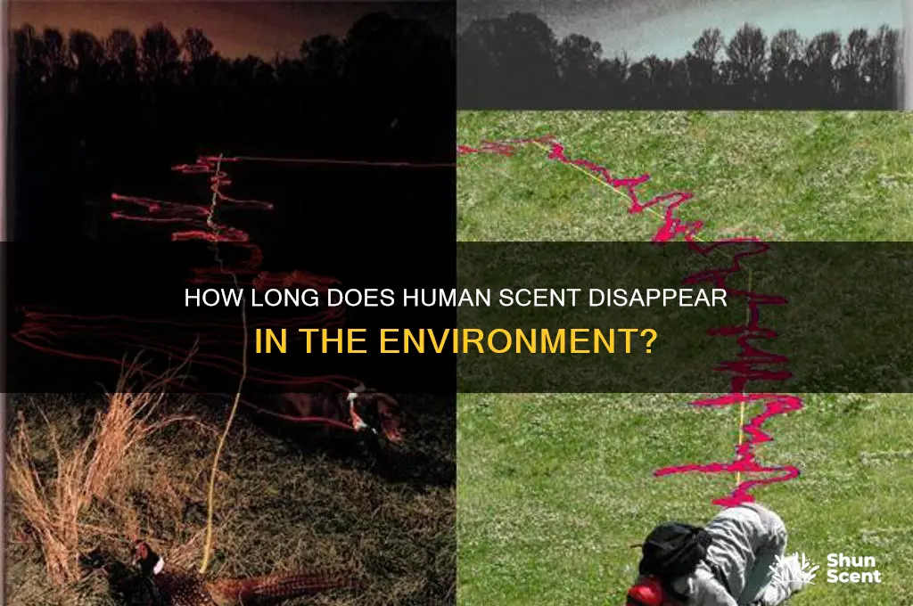 how long does it take for human scent to dissipate