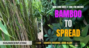 Incense Bamboo Spread: Understanding Time and Growth
