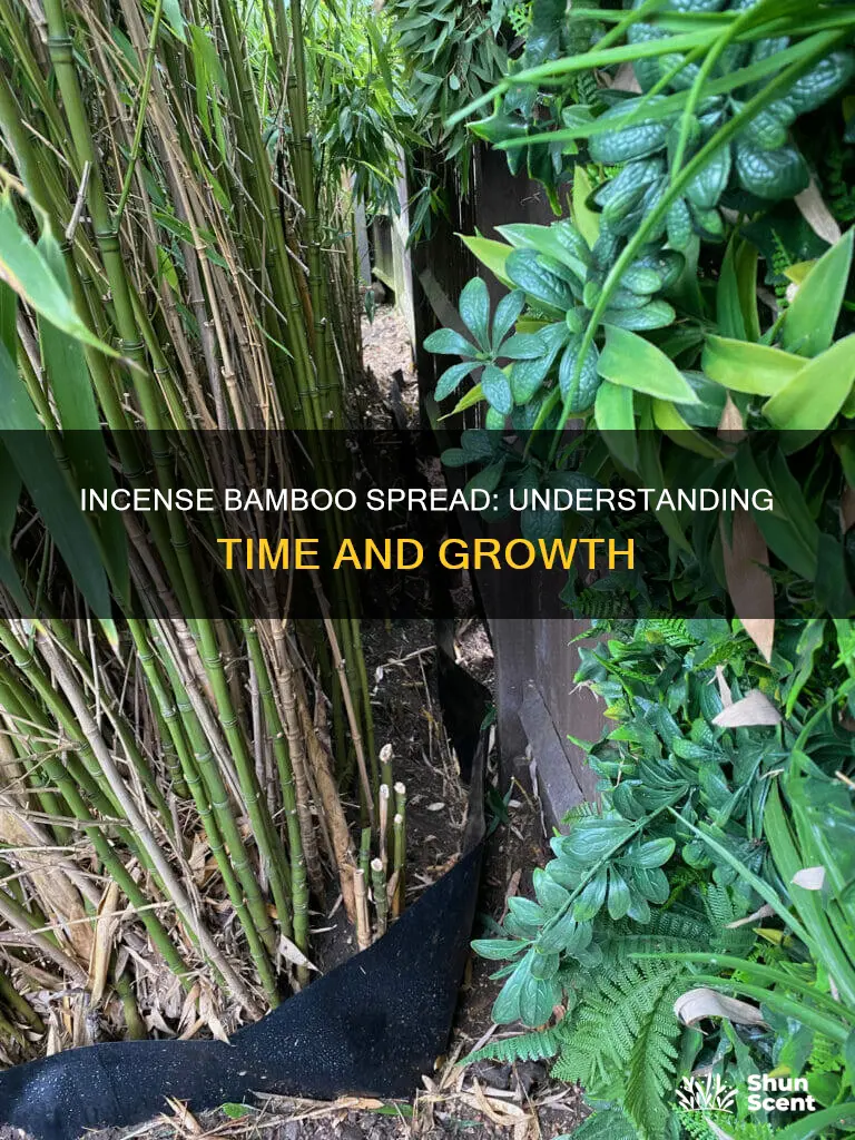 how long does it take for incense bamboo to spread