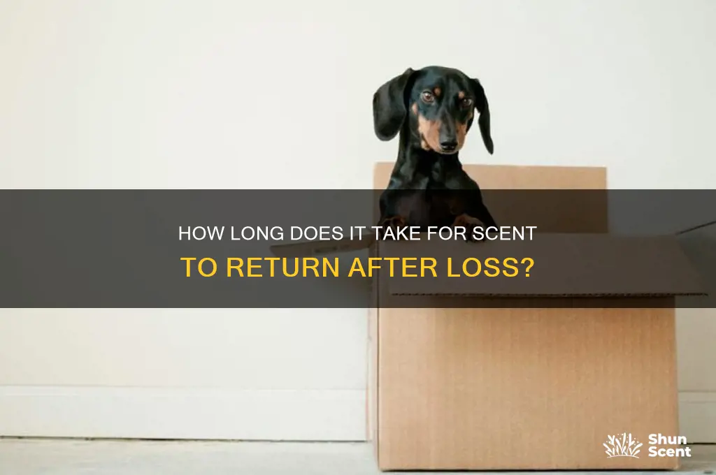 how long does it take for scent to come back