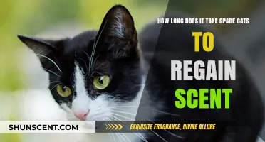 Spade Cats' Scent Recovery: Understanding the Timeline for Regaining Olfactory Abilities