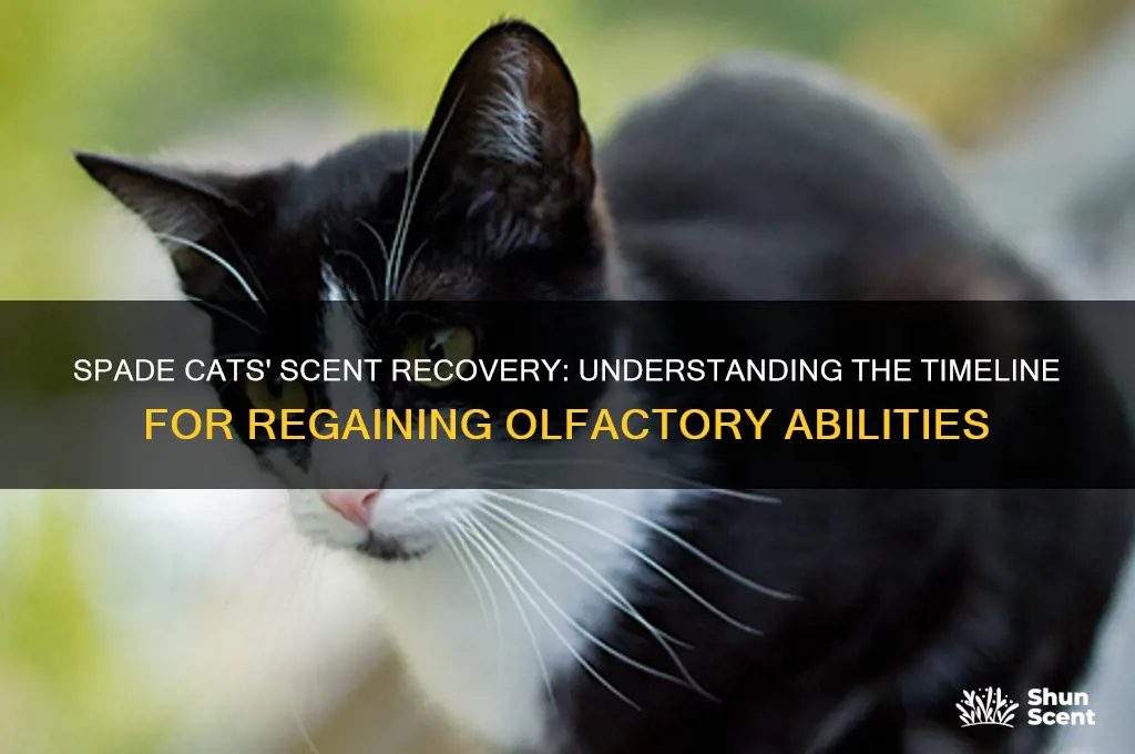 how long does it take spade cats to regain scent