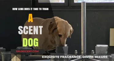 Training a Scent Dog: Understanding the Time Commitment and Process