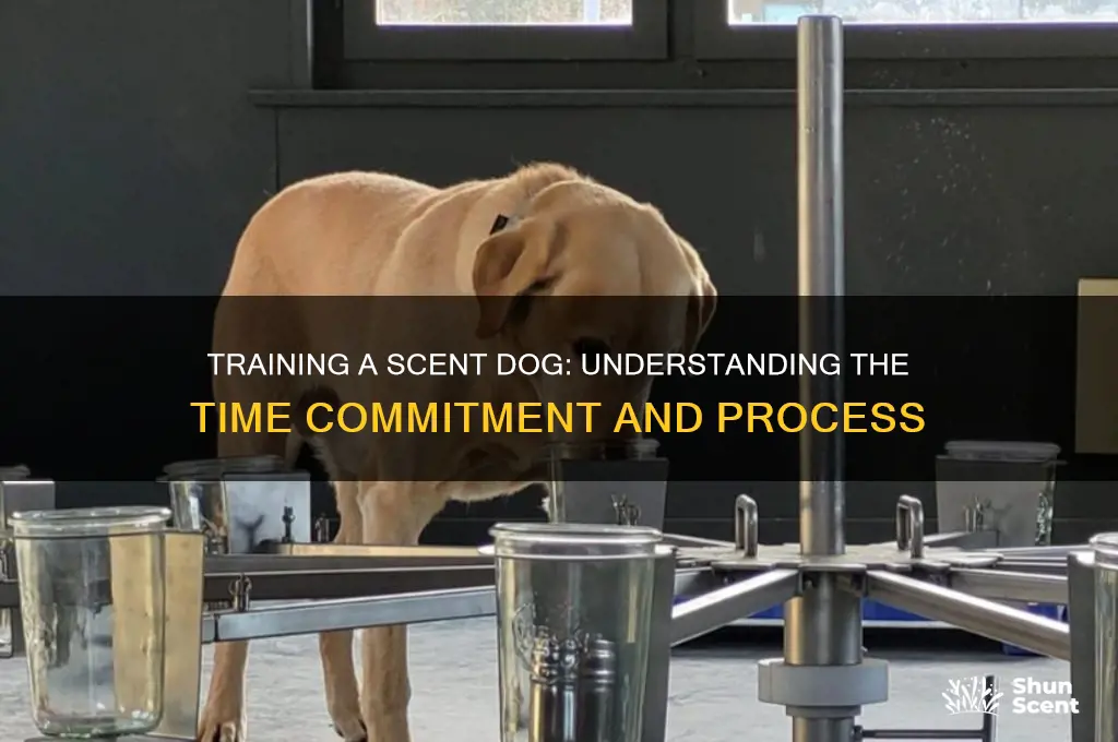 how long does it take to train a scent dog