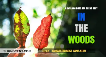 How Long Does Human Scent Linger in the Woods?
