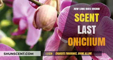 How Long Does Orchid Scent Last? Oncidium Fragrance Duration Explained