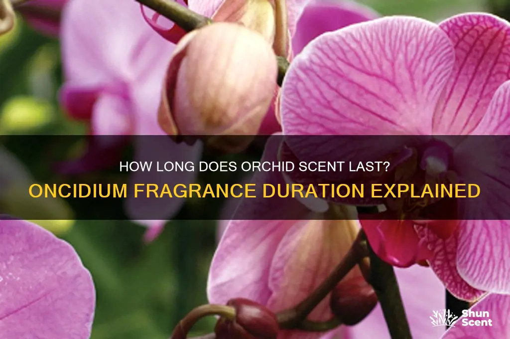how long does orchid scent last oniciium