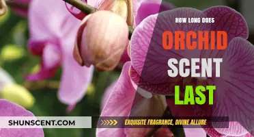 Orchid Fragrance Lifespan: How Long Does Their Scent Endure?