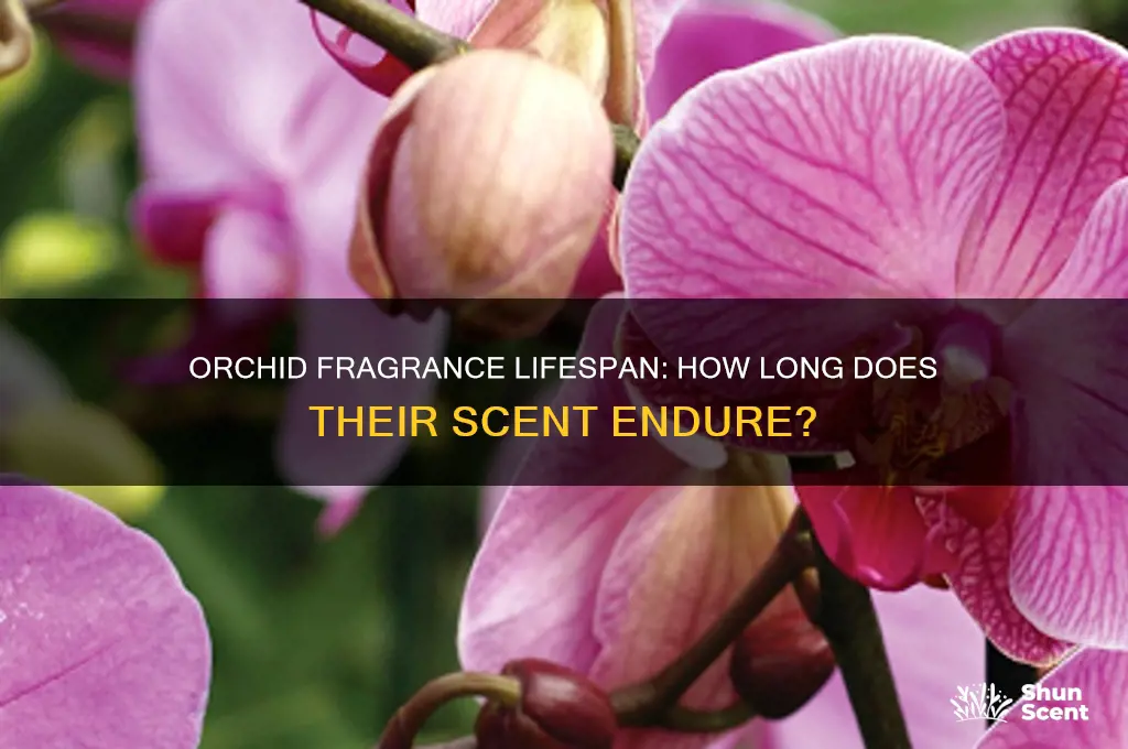 how long does orchid scent last