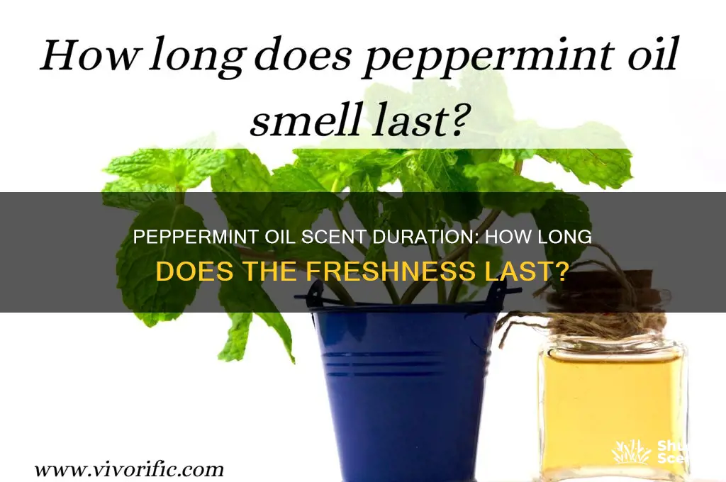 how long does peppermint oil scent last