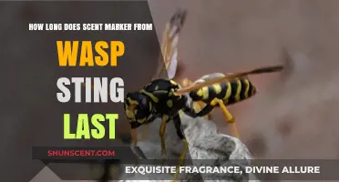 How Long Does a Wasp's Scent Marker Last After a Sting?