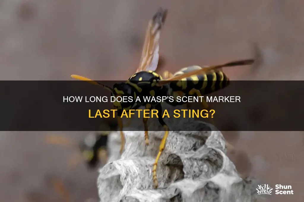 how long does scent marker from wasp sting last