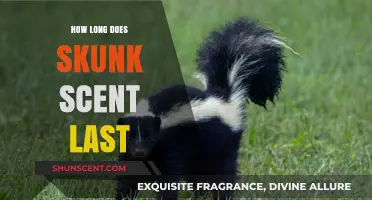 How Long Does Skunk Scent Last? A Complete Guide