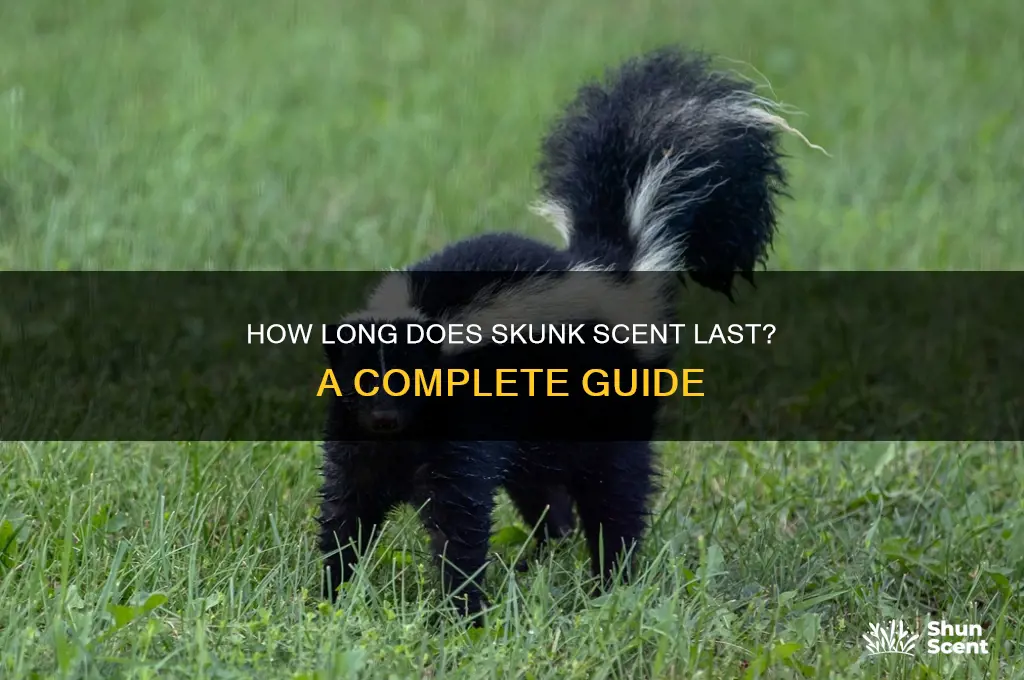 how long does skunk scent last