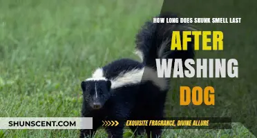Banishing the Skunk Odor: A Guide to Washing Your Dog