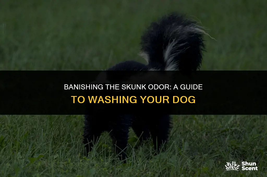 how long does skunk smell last after washing dog