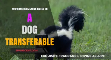 Lingering Skunk Odor on Dogs: How Long Does It Last?