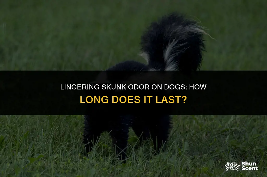 how long does skunk smell on a dog transferable