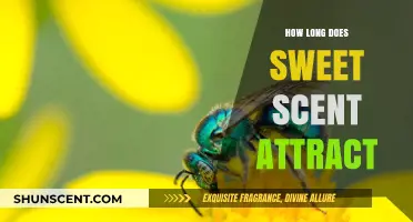 How Long Does Sweet Scent Attract Pollinators in Your Garden?
