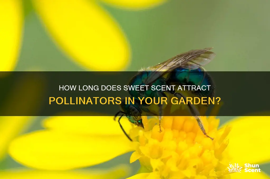 how long does sweet scent attract
