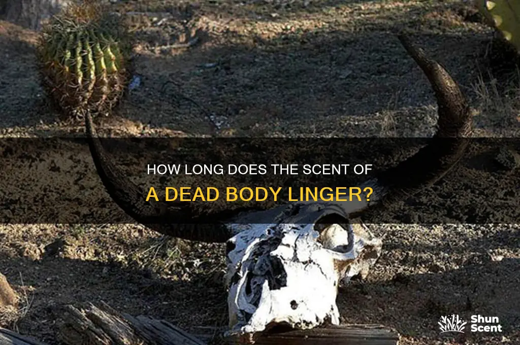 how long does the scent of a dead body last