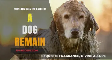 How Long Does a Dog's Scent Linger and Why It Matters