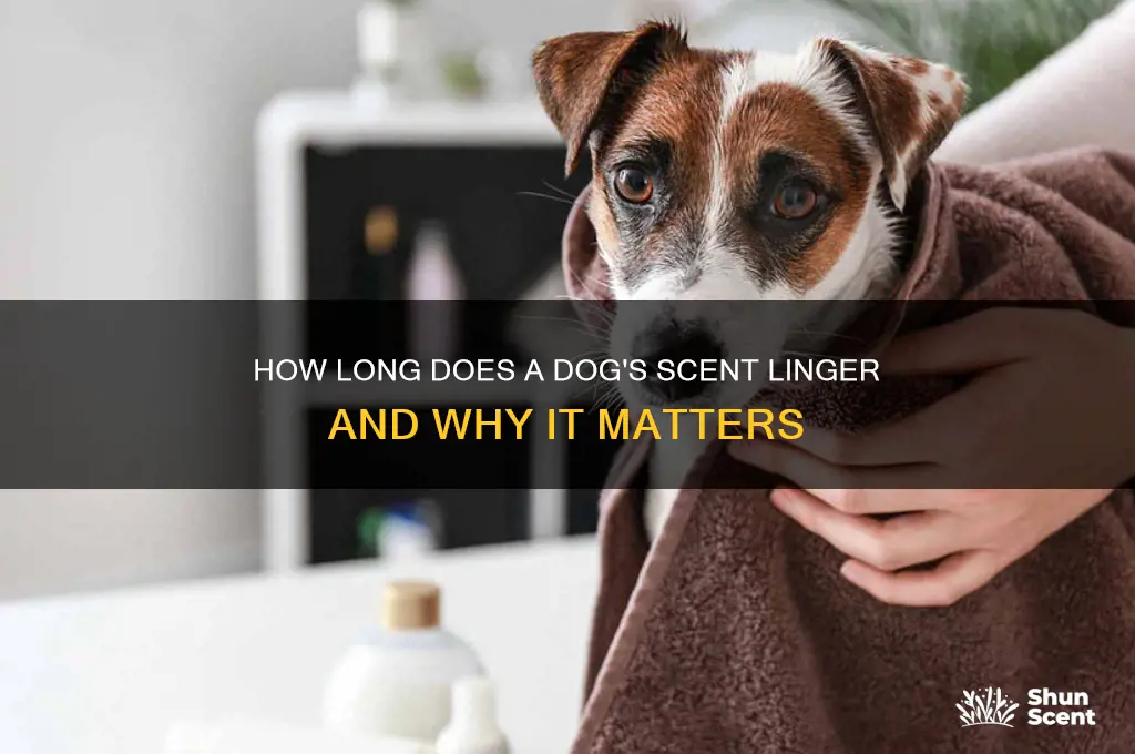 how long does the scent of a dog remain