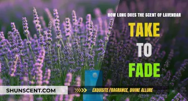 How Long Does Lavender Scent Last? Fading Time Explained