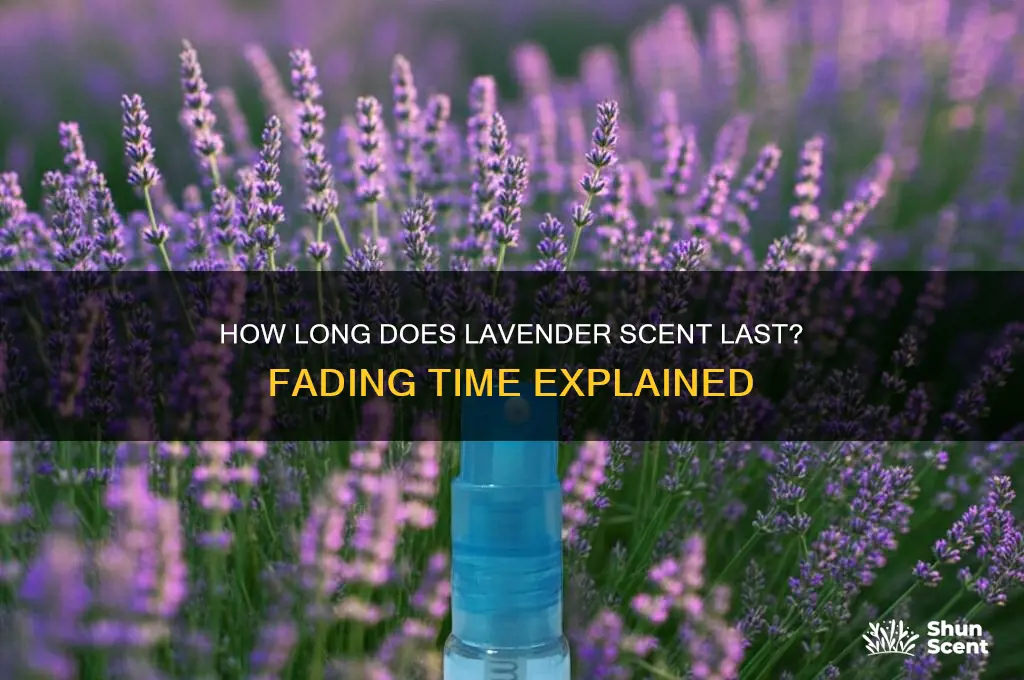 how long does the scent of lavendar take to fade